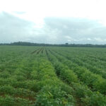Fertihumax Fertilizantes quelatados líquidos en Colombia | Alta demanda de zinc en cultivos de soya y maíz