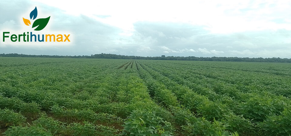 Fertihumax Fertilizantes quelatados líquidos en Colombia | Alta demanda de zinc en cultivos de soya y maíz