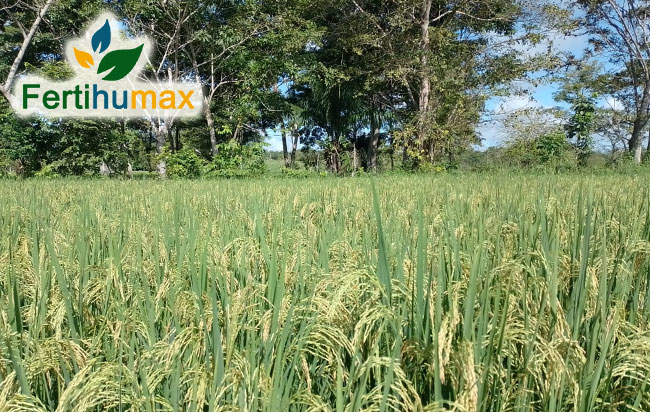 Fertihumax Fertilizantes quelatados líquidos en Colombia | Alta demanda de zinc en cultivos de arroz, soya y maíz
