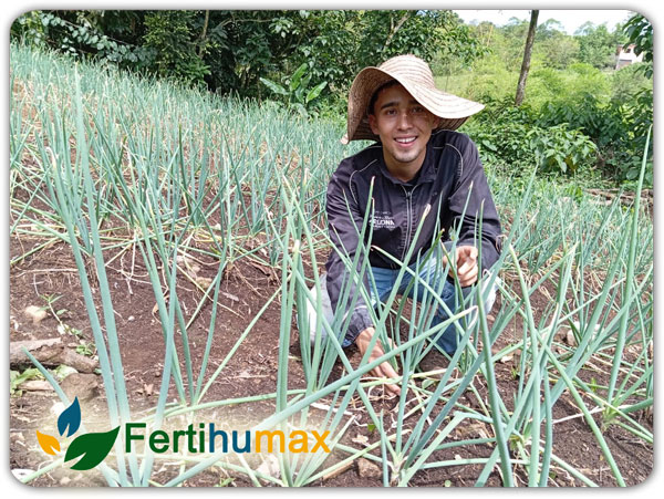 Fertihumax Colombia Fertilizantes Quelatados | Santiago Ospina emprendedor de cebolla de rama en Támesis, Antioquia