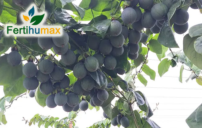 Fertihumax Fertilizantes quelatados líquidos en Colombia | Estimulación de floración en pasifloras