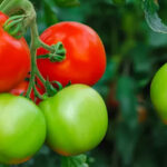 Fertihumax Fertilizantes quelatados líquidos en Colombia | El papel del hierro en la producción de tomates y de solanáceas