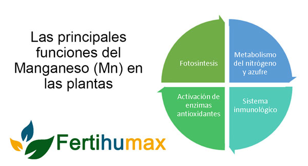 Fertihumax Colombia Fertilizantes Quelatados | Funciones del manganeso en las plantas