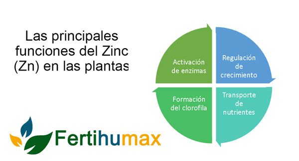 Fertihumax Colombia Fertilizantes Quelatados | Funciones del zinc en las plantas