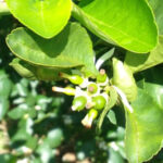Fertihumax Quelatos de alta eficiencia en Colonbia | El Antagonismo del Nitrógeno con los procesos de floración y cuaje