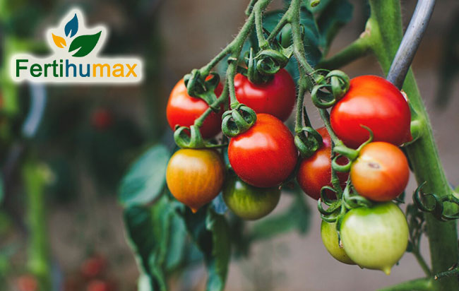 Fertilizantes quelatados líquidos en Colombia | El papel del hierro en la producción de tomates y de solanáceas